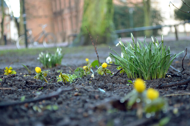A close-up of winter flowers in Lundagård.