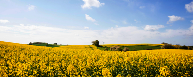 A yellow rapeseed field and a blue sky with soft clouds.