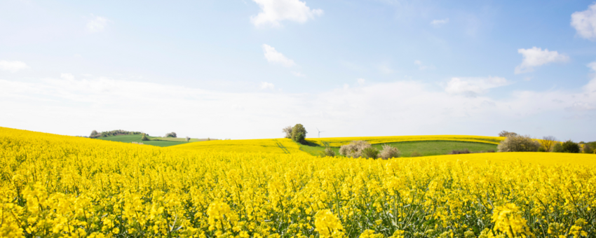 A bright yellow rapeseed field under a blue, sunny sky.