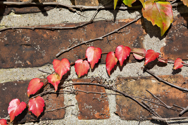 A branch of red leaves growing on a brick wall.