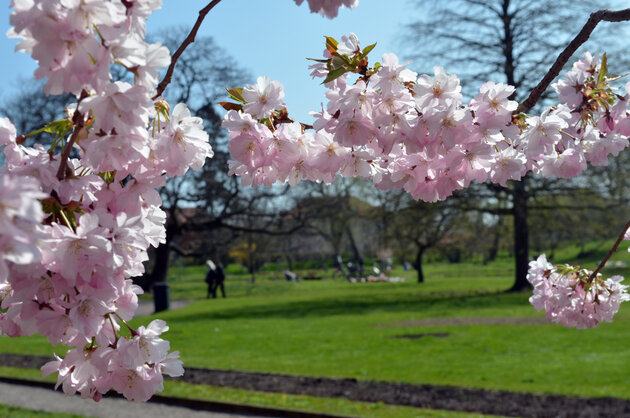 Pink blossoms on a branch in the botanical gardens. The sky is blue and the sun is shining.